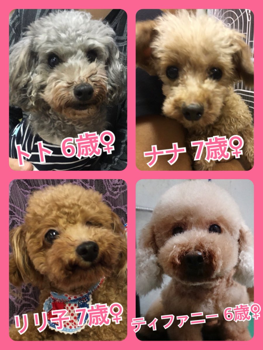 🐾今日の里親様募集中ワンコ🐶メンバーです🐾2018,9,19